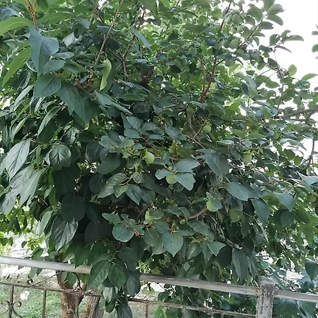 Panoramic Vlachos Konukevi 4*